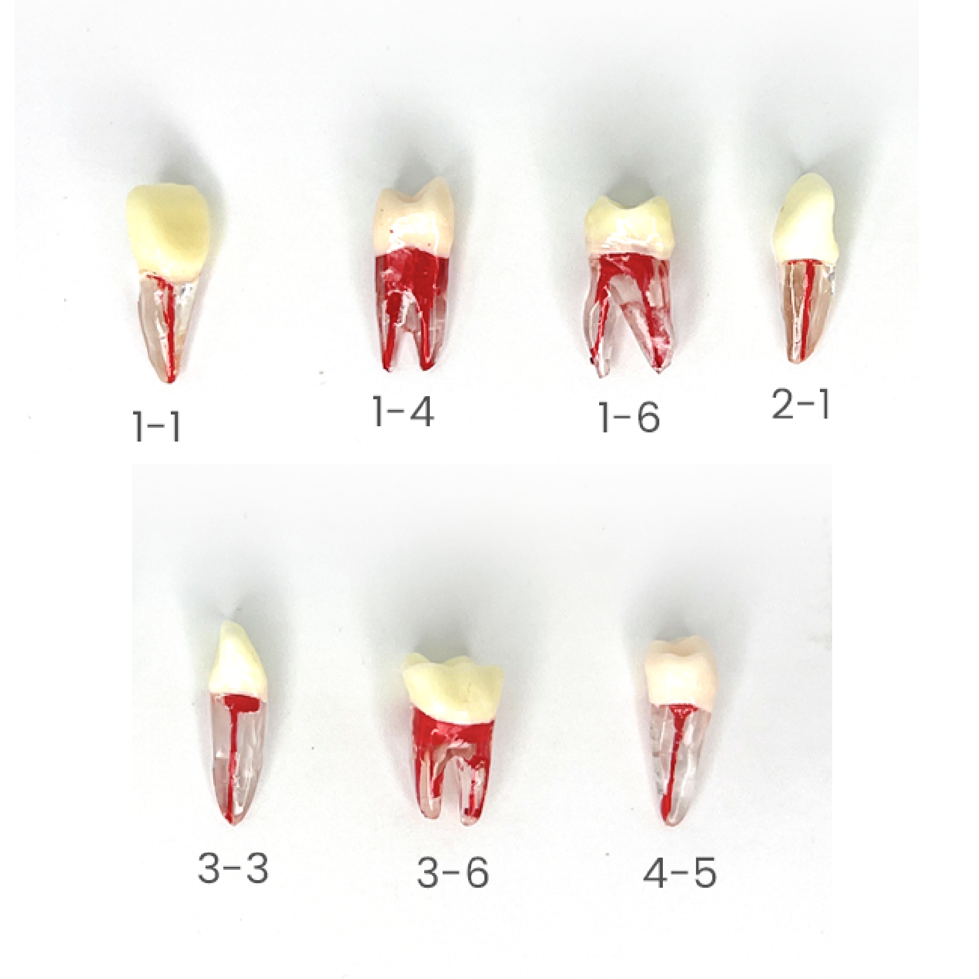 ENDO DIENTES CON RAIZ