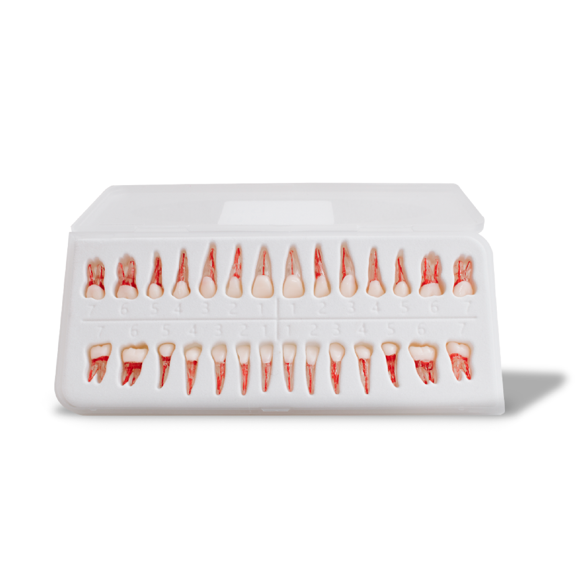 SET DE DIENTES ENDO DE REPUESTO